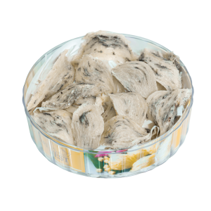 Tổ Yến Thô Form A - 100gr