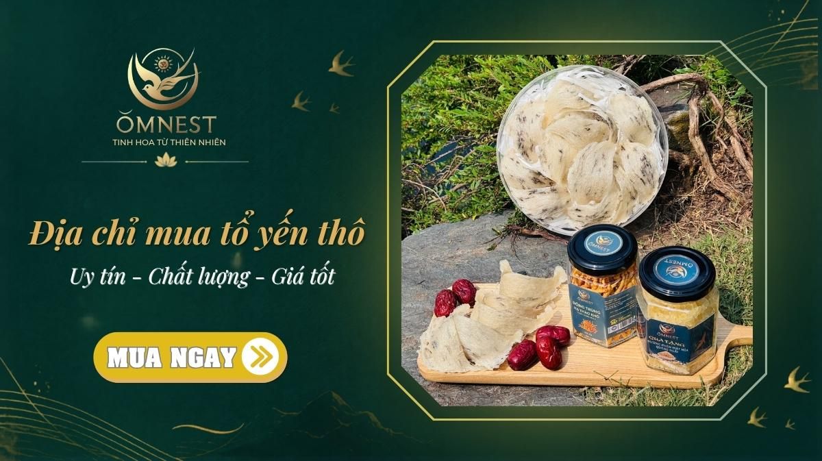 Mua tổ yến thô: 5 lưu ý quan trọng tránh mất tiền oan | OMNEST 3 dia chi mua to yen tho uy tin