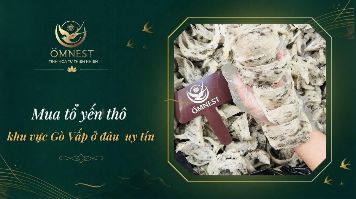 Địa chỉ mua tổ yến thô chưa sơ chế ở khu vực Gò Vấp uy tín, giá tốt 1 mua tổ yến thô gò vấp