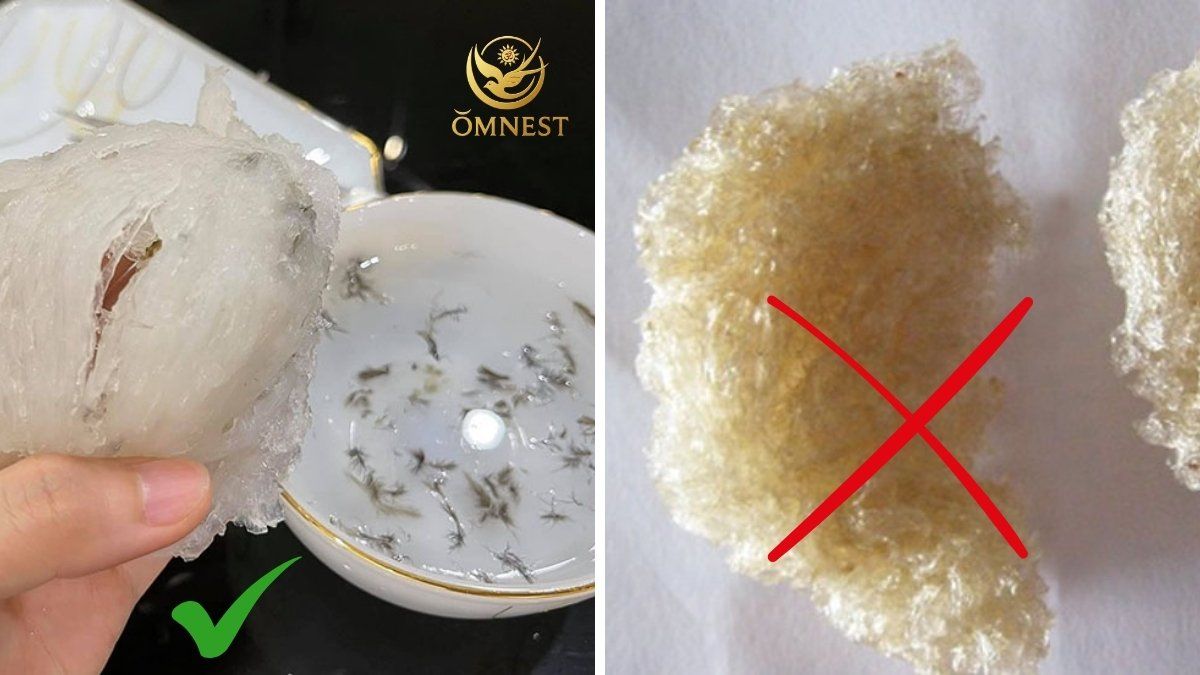 Địa chỉ mua tổ yến thô chưa sơ chế ở khu vực Gò Vấp uy tín, giá tốt 4 4 tiêu chí nhận biết tổ yến thật và giả