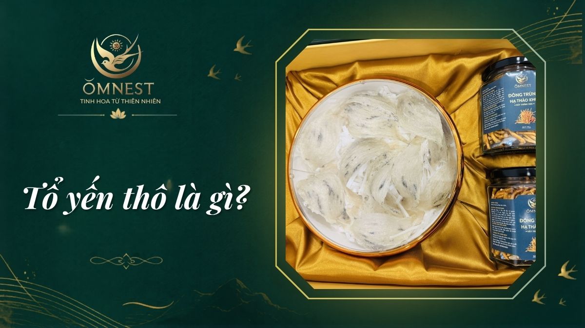 Tổ yến thô là gì