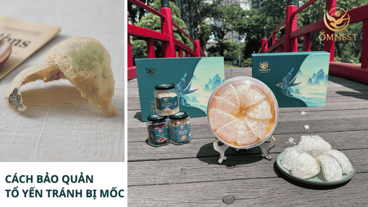 3 Dấu hiệu nhận biết tổ yến thô bị mốc, đổi màu 4 Cách bảo quản tổ yến thô tránh bị mốc đúng cách
