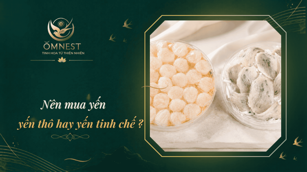 Nên mua yến thô hay yến tinh chế? Ưu nhược điểm từng loại 7 nên mua yến thô hay yến tinh chế