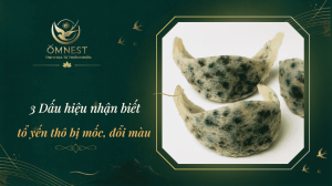 tổ yến thô bị mốc