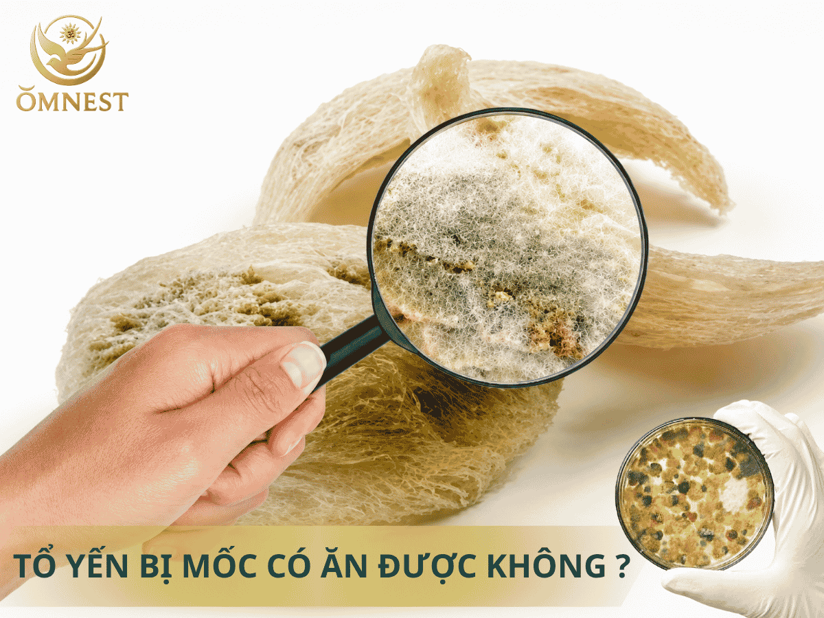 Tổ yến thô bị mốc có ăn được không ?