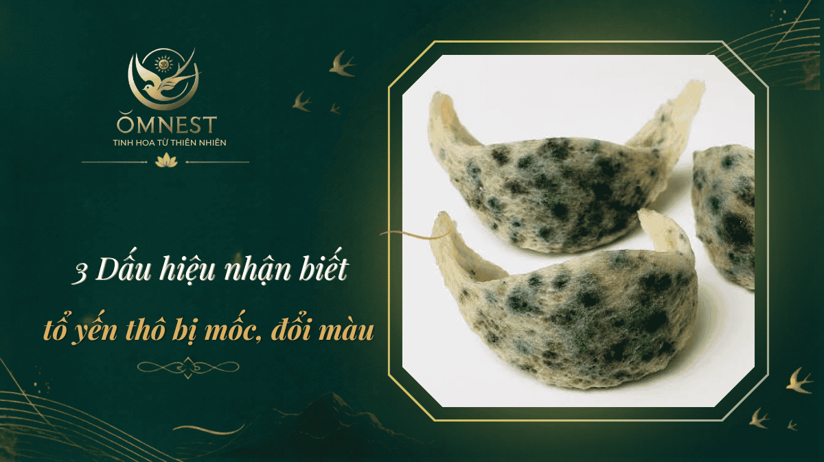 tổ yến thô bị mốc