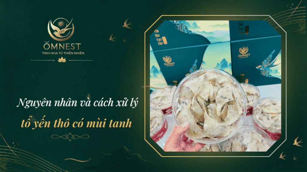 Nguyên nhân tổ yến thô có mùi tanh