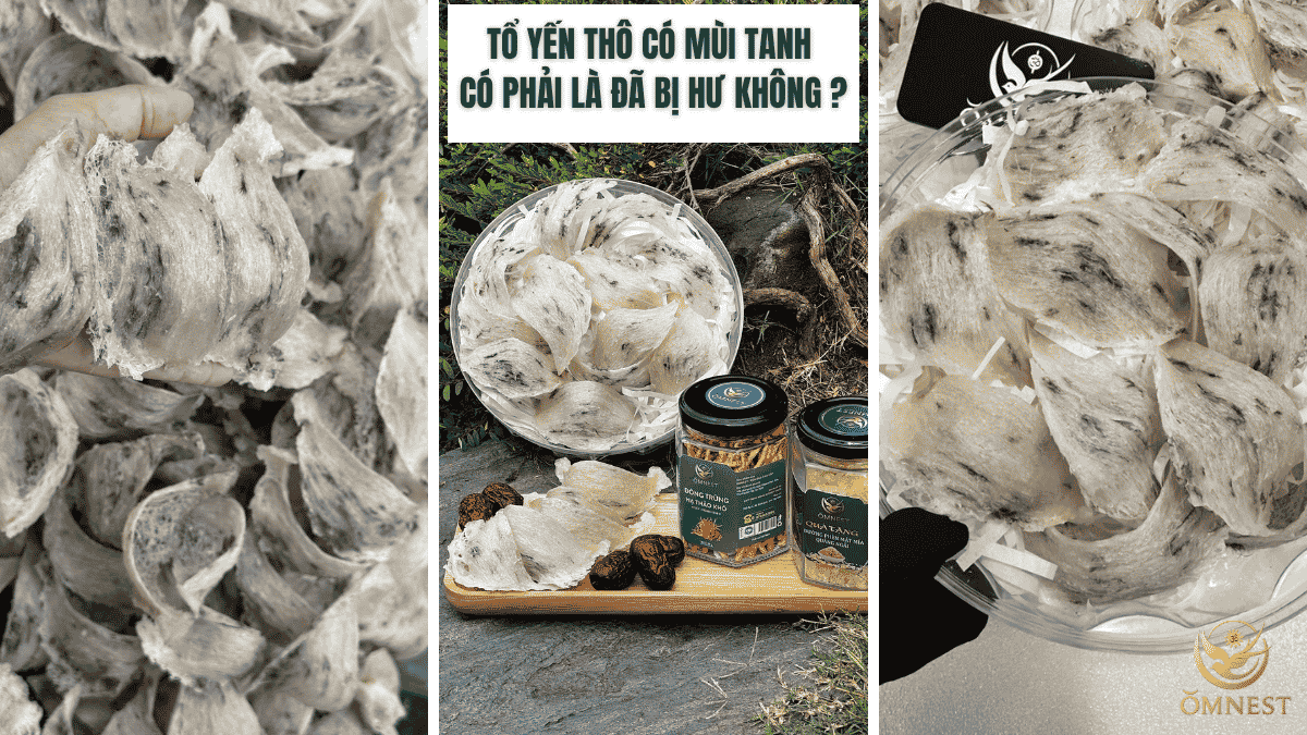 Tổ yến thô có mùi tranh có phải là đã bị hư không