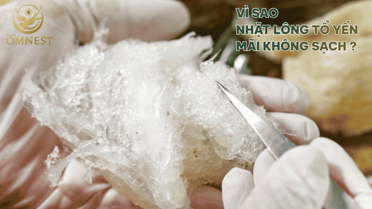 Vì sao nhặt lông tổ yến không sạch?