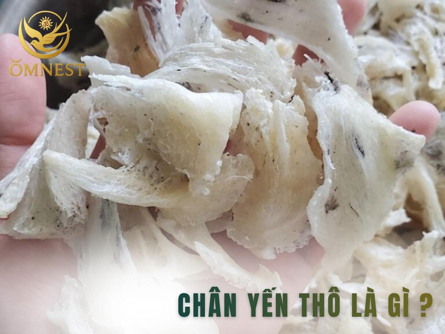 Chân yến thô nằm ở hai bên mép tổ yến