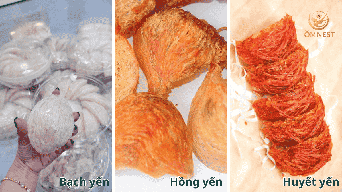 Yến sào có mấy loại? Phân biệt các loại yến sào 8 Phân biệt hồng yến, bạch yến, huyết yến