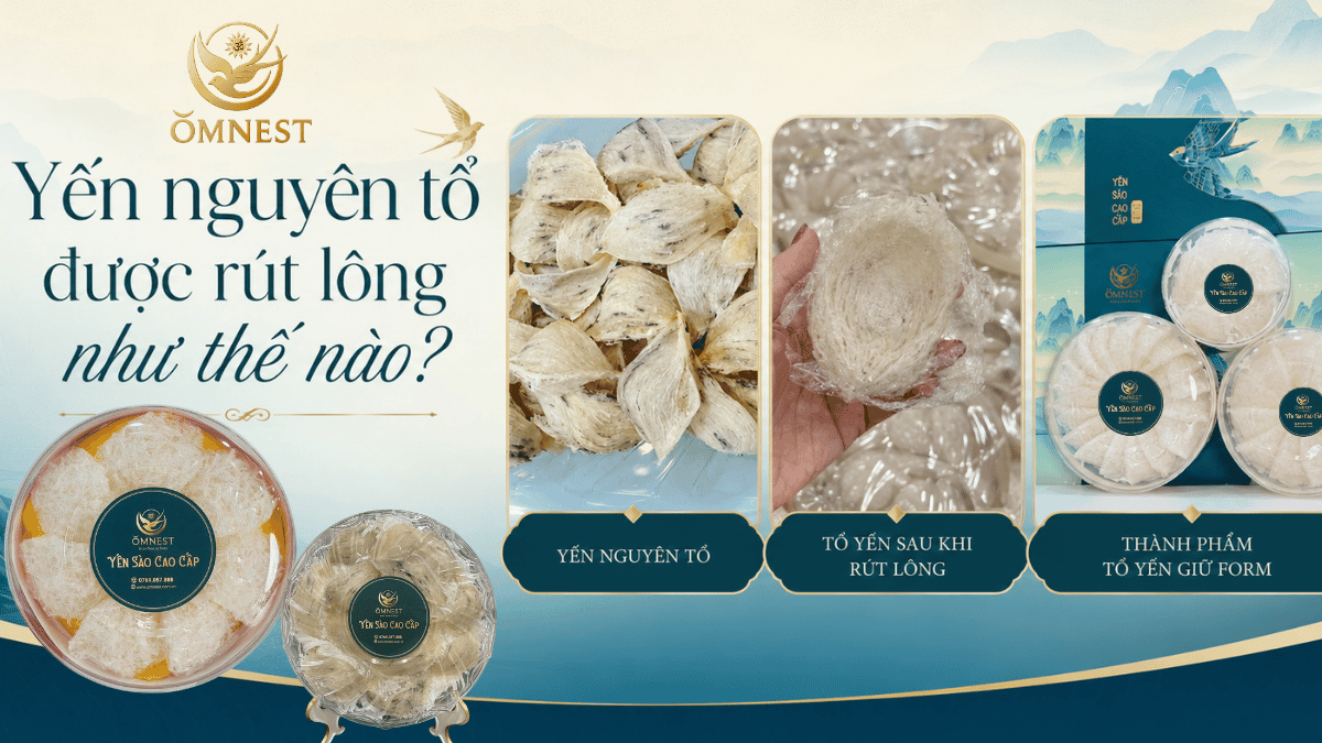 Yến nguyên tổ được rút lông như thế nào